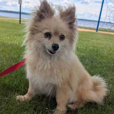 Pomeranian pups, View more