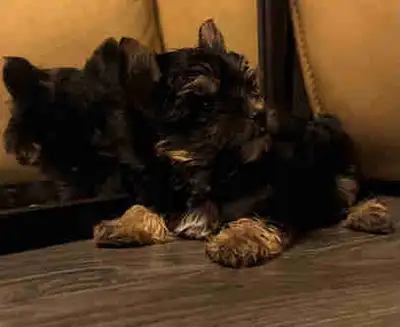 Il me reste 1 mâle terrier Yorkshire seulement pas Morkie Venez rencontrer nos adorables Yorkshires...