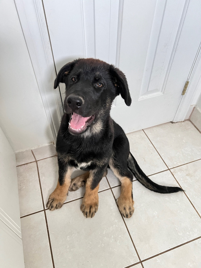 German shepherd puppy - Male - only one left in Dogs & Puppies for Rehoming in Ottawa