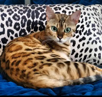 Bengal cat's to be adopted out to a caring family., View more