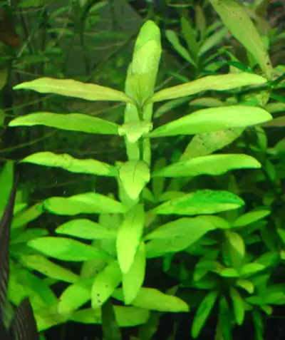 Hygrophila Polysperma Easy stem plant 5 for $10 10 for $15 30 for $30 Pickup near Sheppard & Leslie...