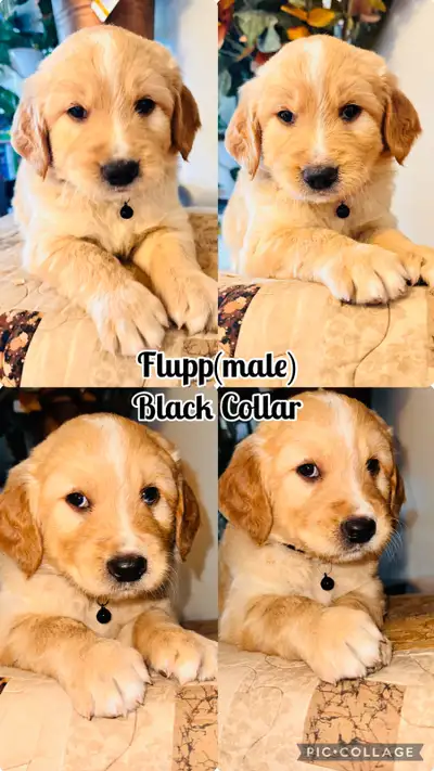 Beautiful Double Doodles ( Golden doodle X Aussiedoodle ), View more