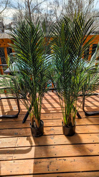 Deux palmiers artificiels en excellente condition 60$ chacuns
