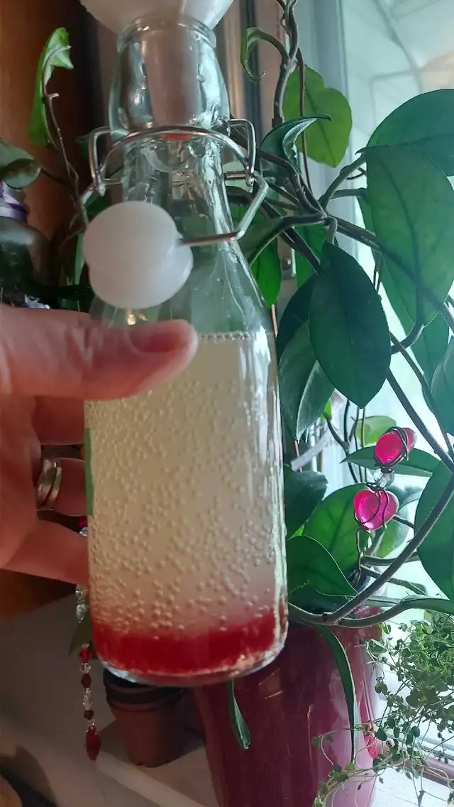 Milk kefir * Probiotic ! in Animal & Pet Services in Edmonton - Image 8