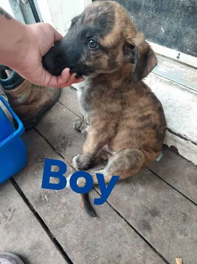 2 male 2 female Cane Corso, Bull mastiff,Golden retriever and German shepherd mix! They were born on...