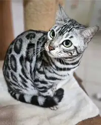 Top Quality TICA registered Silver male bengal 