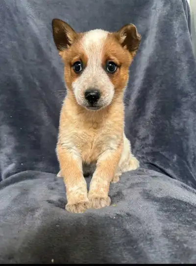 Australian Cattle Dog Puppy, View more