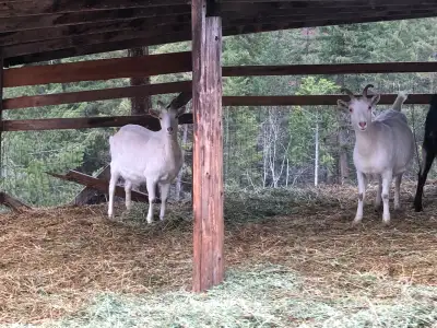 Milking Goats for sale, View more