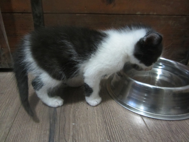 Manx/Norwegian Kittens for Sale in Cats & Kittens for Rehoming in Kamloops - Image 2