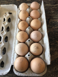 Buff Brahmas hatching eggs