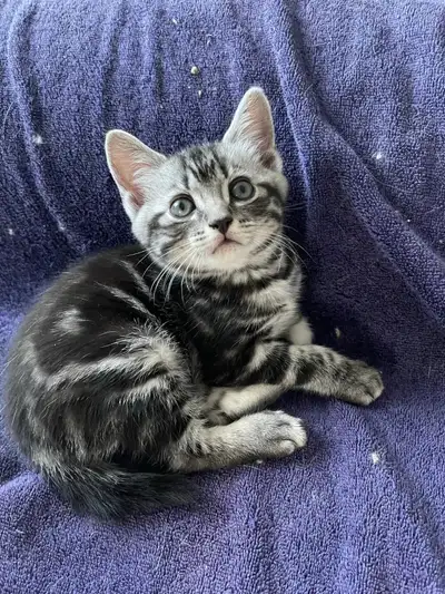Extremely cute kittens are mice hunter, View more