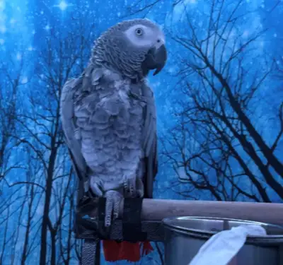 young African grey parrot, View more