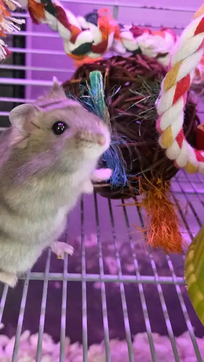 Hamsters nains Winter White dwarf hamster, View more