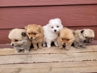Pure Pomeranian Puppies For Sale!!