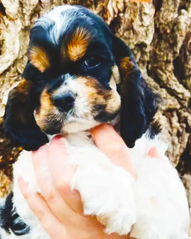 Canadian Cocker Spaniel Purebreed Puppies for RESERVATION!!!!! in Dogs & Puppies for Rehoming in St. Catharines - Image 10