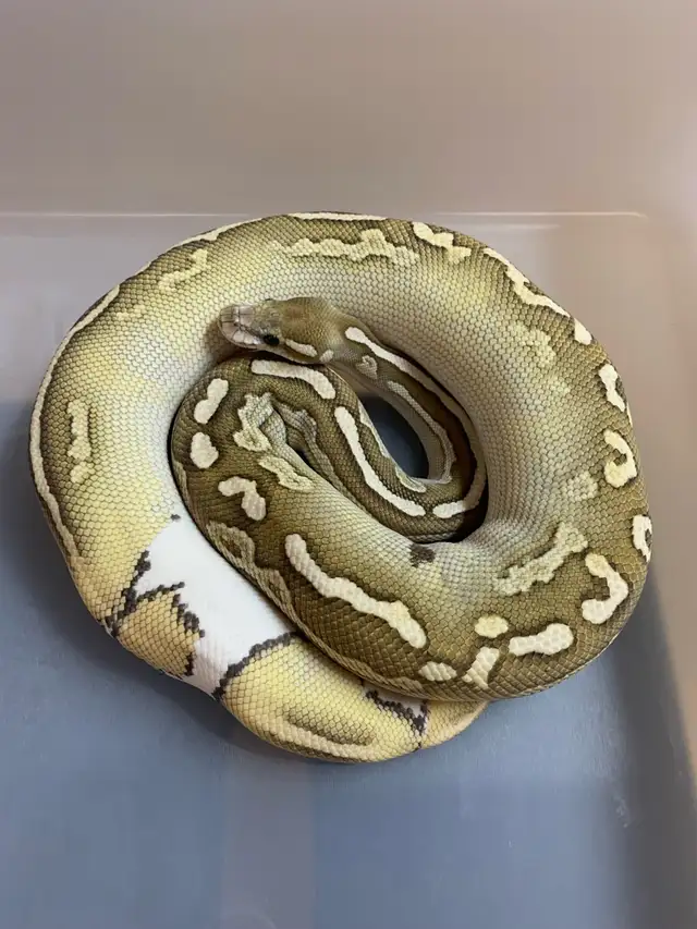 Black Pastel Lesser Orange Dream Het Pied  Female Ball Python in Reptiles & Amphibians for Rehoming in Saint John - Image 4