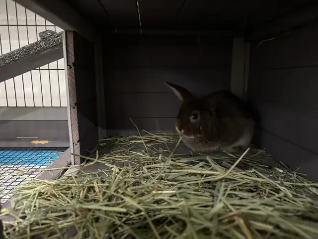 Holland lop dorf for free in Small Animals for Rehoming in Edmonton - Image 3