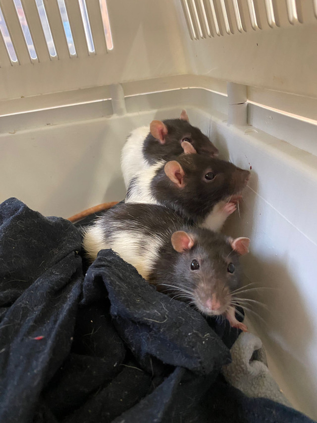 Adorable female rat trio need special home in Small Animals for Rehoming in Markham / York Region - Image 3