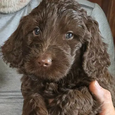 FALL DOUBLE DOODLE PUPPIES, View more