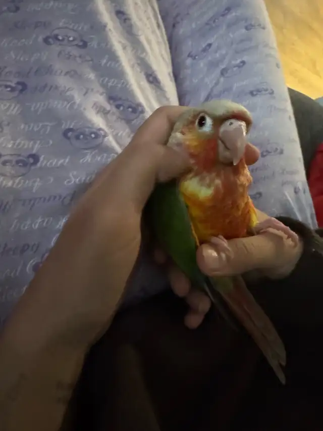 conure b in Birds for Rehoming in Mississauga / Peel Region - Image 9