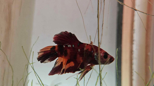 Show quality betta in Fish for Rehoming in Richmond - Image 2