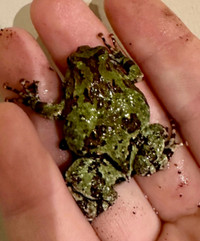 Marbled rain frog 