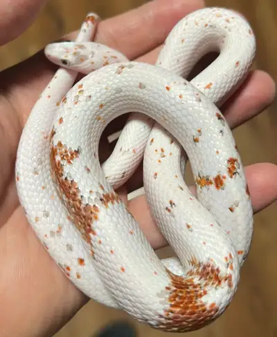 Female Juvenile Palmetto Cornsnake, View more