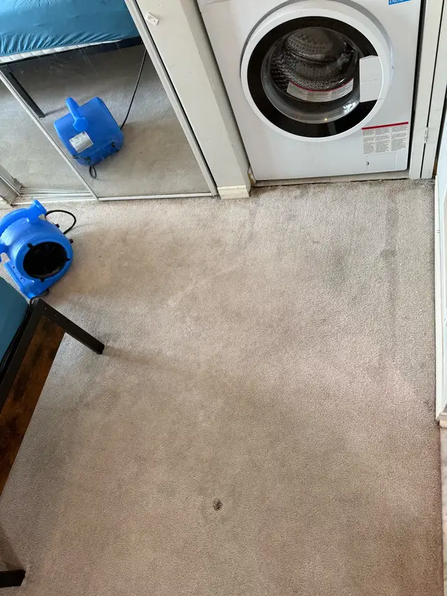 carpet cleaning533010511267768325
