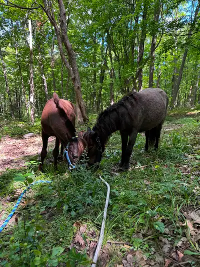 Handsome coming 2 year old AMHA registrable mini gelding, View more