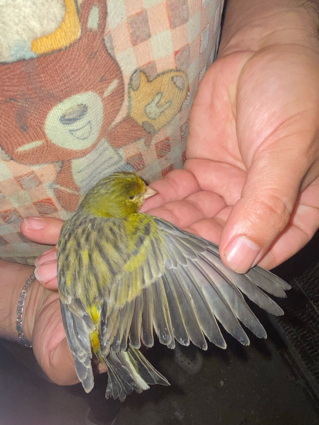 timbrado chanteur  dans Oiseaux à adopter  à Laval/Rive Nord - Image 2