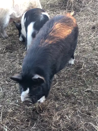 kunekune boars, View more