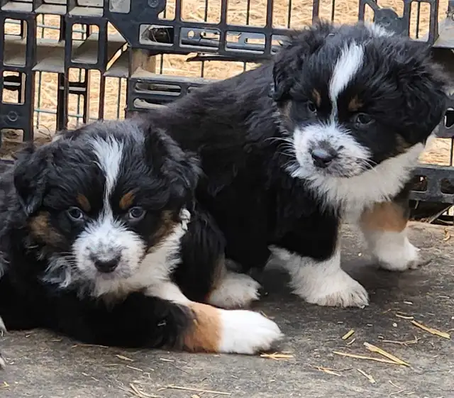 Berger Australien - australian sheperd in Dogs & Puppies for Rehoming in West Island - Image 4