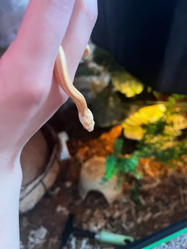 Butter Motley/Stripe Corn Snake in Other in Saskatoon - Image 3