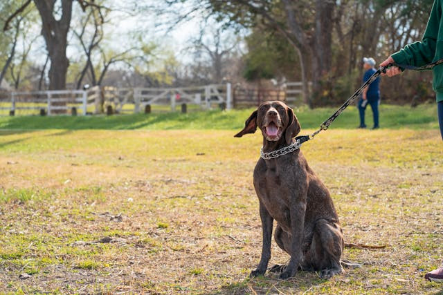 Dog Walking and Dog Sitting Richmond Hill in Animal & Pet Services in City of Toronto - Image 3