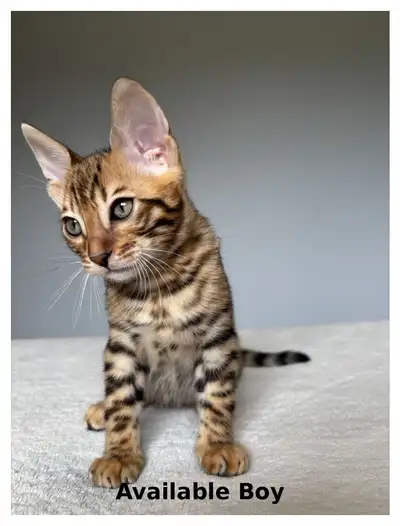 TICA Bengal Kittens, View more