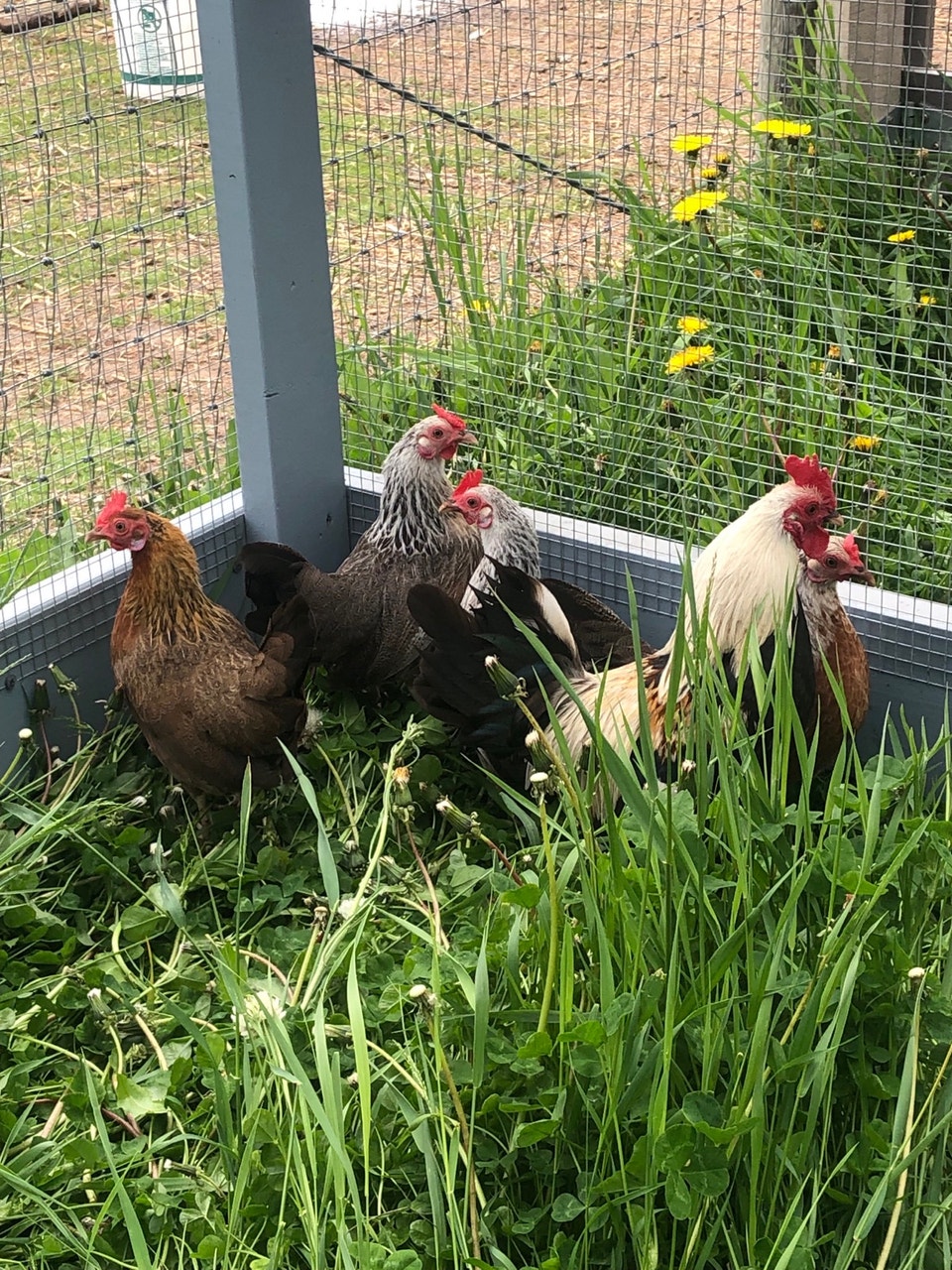 old English game bantams | Livestock | Grande Prairie | Free local ...