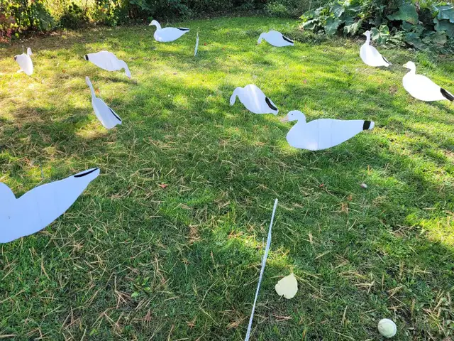 Snow geese silhouette decoys in Fishing, Camping & Outdoors in Ottawa - Image 4