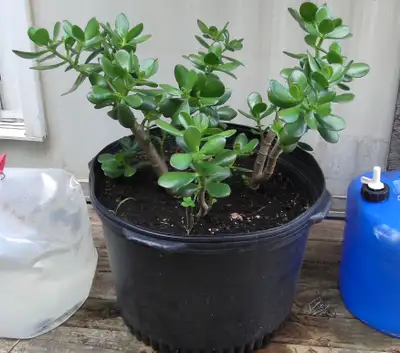 Mature Money tree / Jade plant / Seedlings, View more