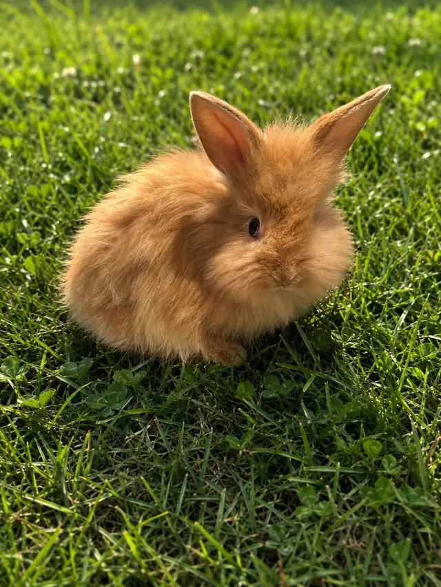 lapin tête de lion in Small Animals for Rehoming in Laurentides - Image 2