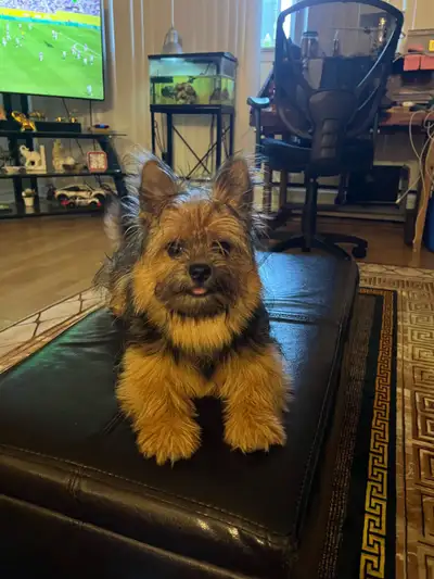 Yorkie puppy, View more