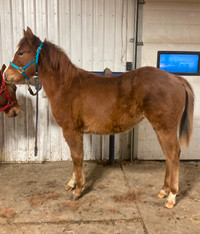 2023  AQHA Filly