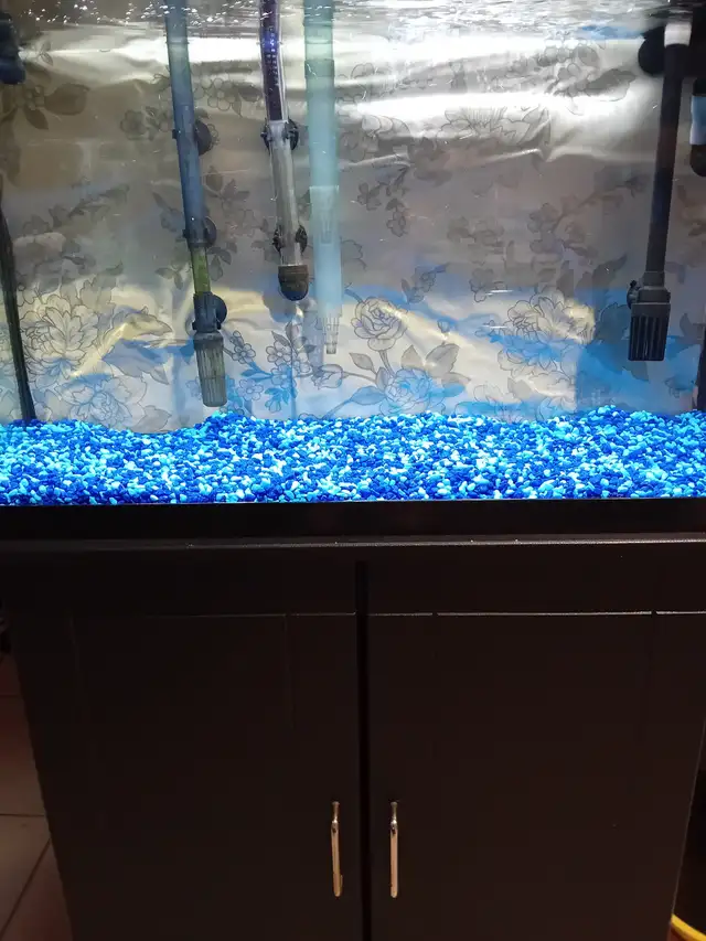 Aquarium fish 30 Galons (113,5 Liters) in Other in Laval / North Shore - Image 5