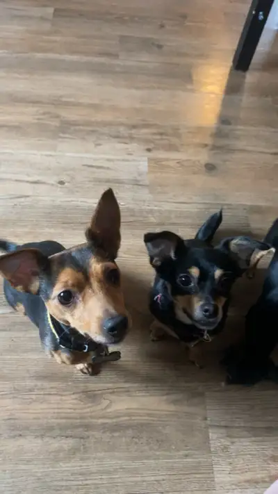 Looking for a reliable and caring dog sitter? I offer a safe and loving environment for your furry f...