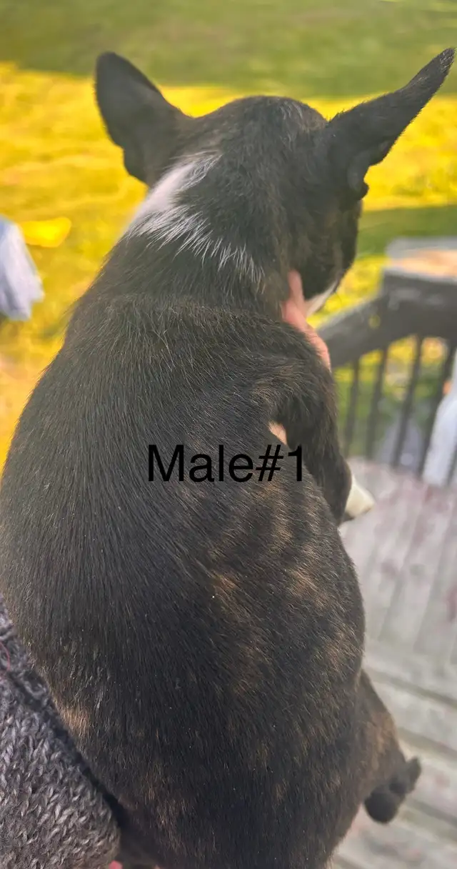 READY ( Boston terrier ) in Dogs & Puppies for Rehoming in Ottawa - Image 8