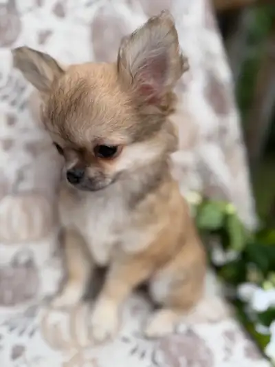 Gorgeous Applehead heights quality Chihuahua puppies, View more