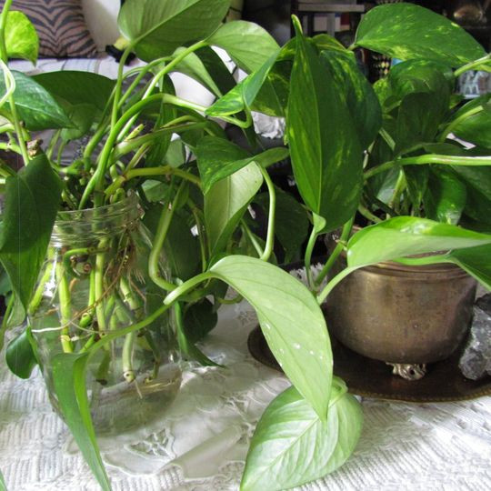 Golden Pothos and Hawaiian flower mix in Other in Calgary