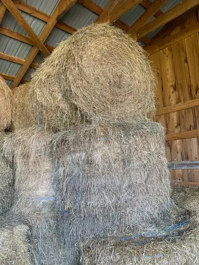 Clean dry grass hay stored inside 4X4 round 8 bales available 226-229-1238