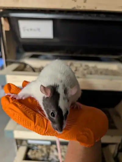 Feeder Rodents WHOLESALE pricing free delivery to Woodstock, View more