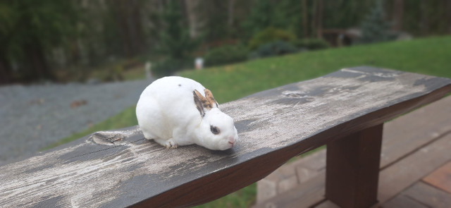 Mini Rex buck in Small Animals for Rehoming in Chilliwack - Image 2