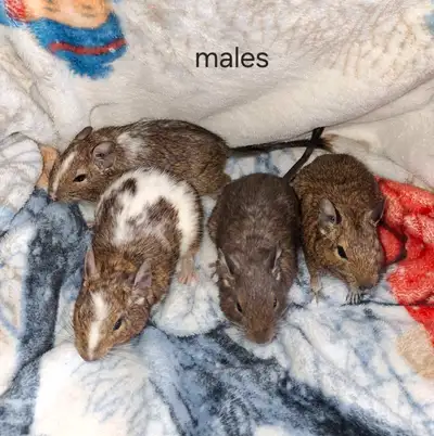 Degu!  four bonded brothers, $100 for the group, View more